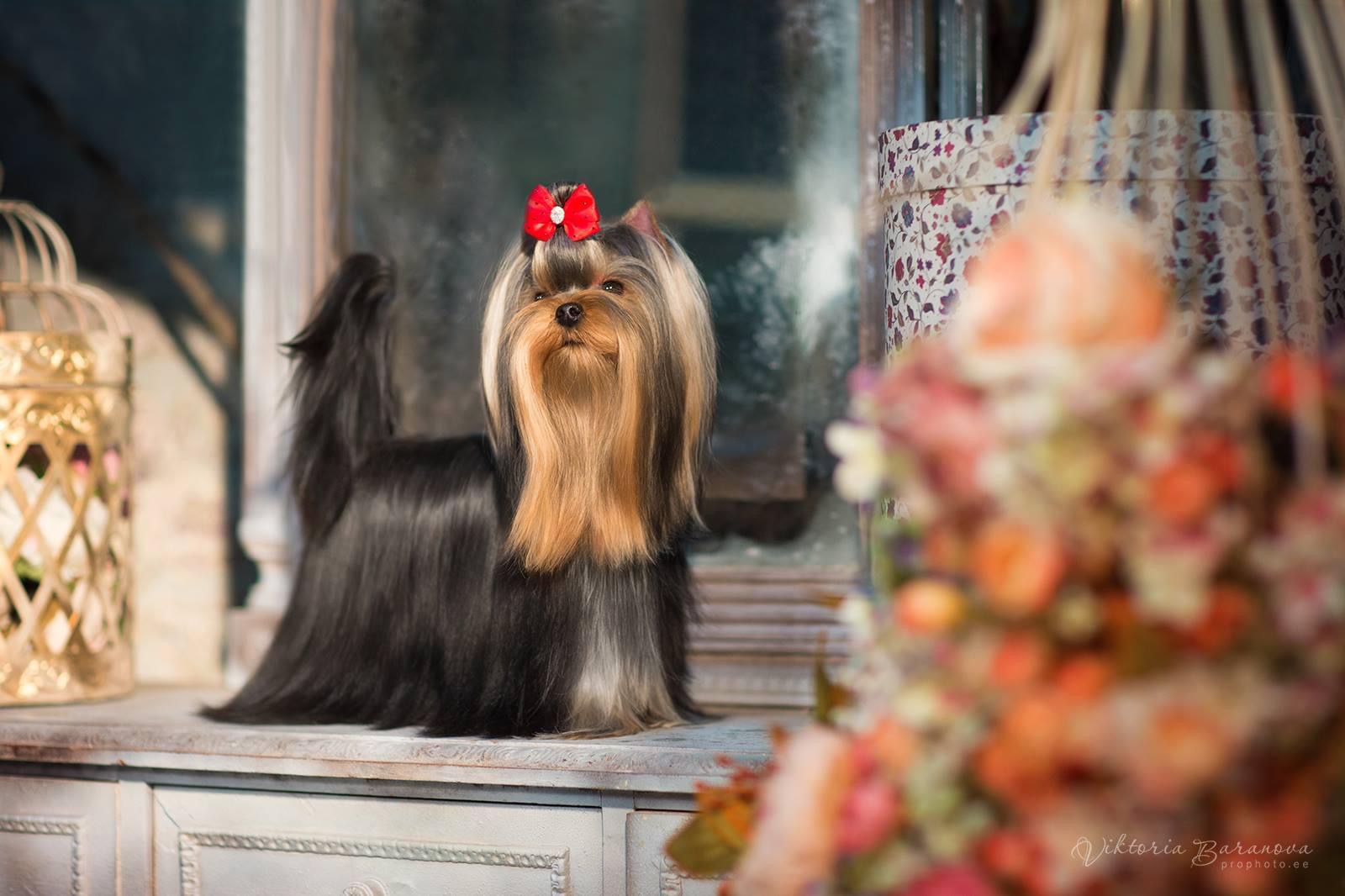  L’YANA DE VISTA TEQUILA — Labaza DogPedigree YorkshireTerrier