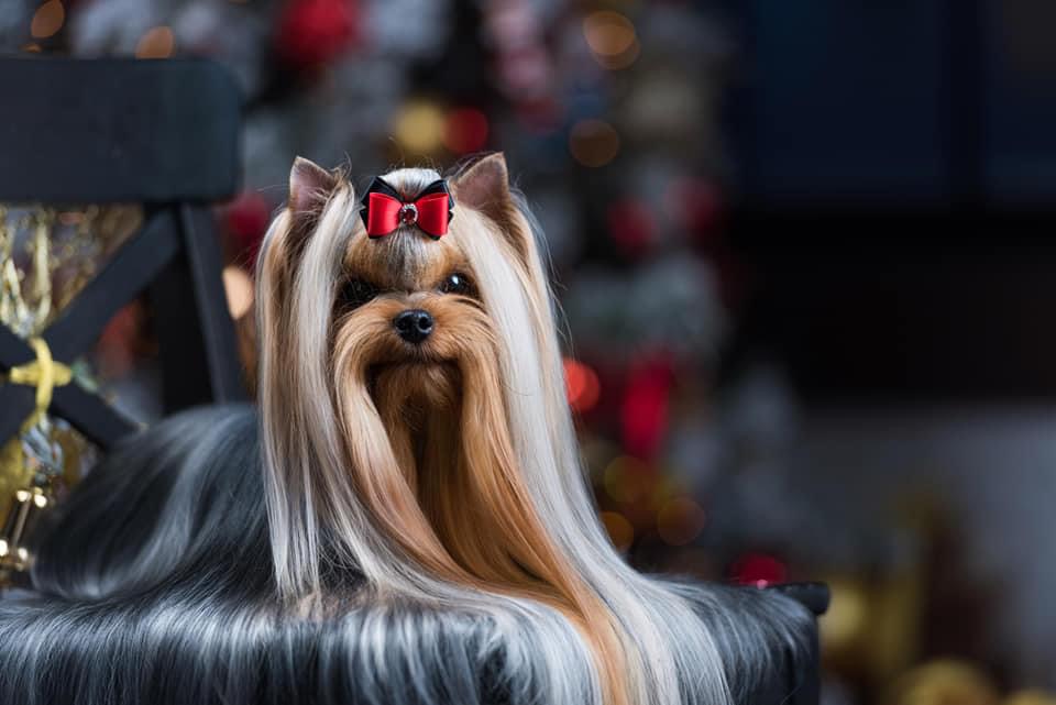 L’YANA DE VISTA MAFIOSO — Labaza DogPedigree YorkshireTerrier