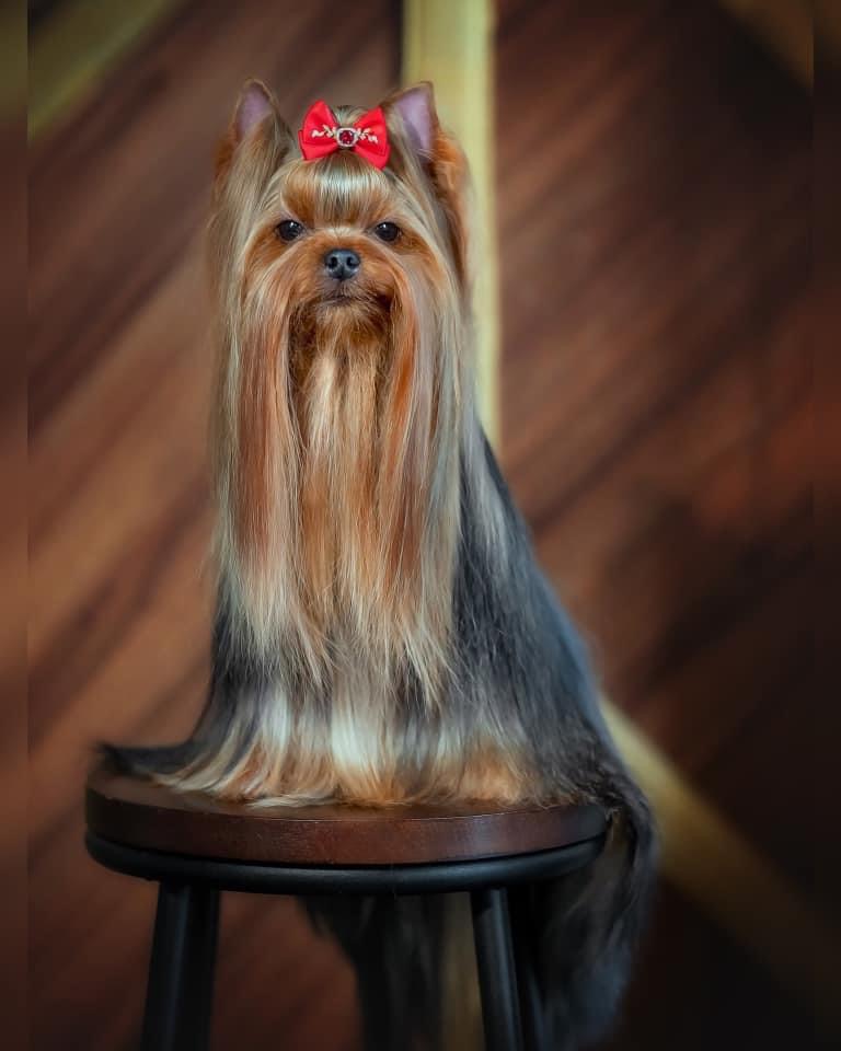 L’Yana De Vista L’YANA DE VISTA EURYDICE — Labaza DogPedigree YorkshireTerrier