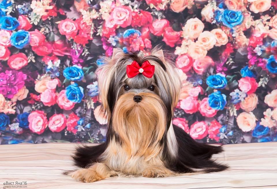 L’YANA DE VISTA CENTAVRA — Labaza DogPedigree YorkshireTerrier