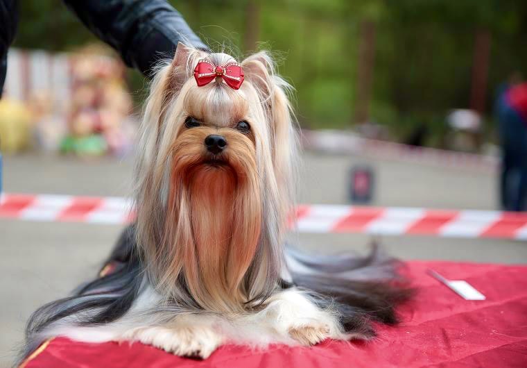  L’YANA DE VISTA CICERON — Labaza DogPedigree YorkshireTerrier