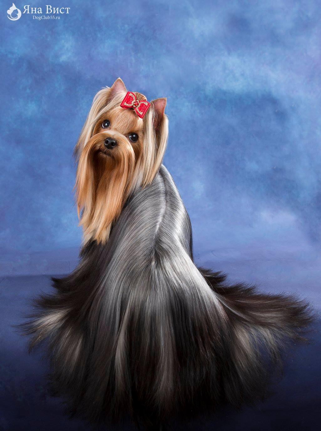 L’Yana De Vista L’YANA DE VISTA MIAMI — Labaza DogPedigree YorkshireTerrier