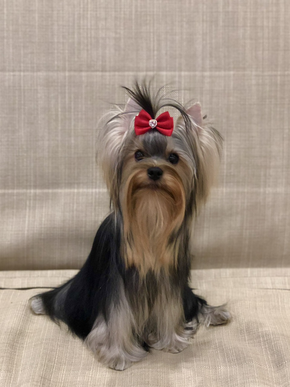  L’YANA DE VISTA LA LAMBADA — Labaza DogPedigree YorkshireTerrier