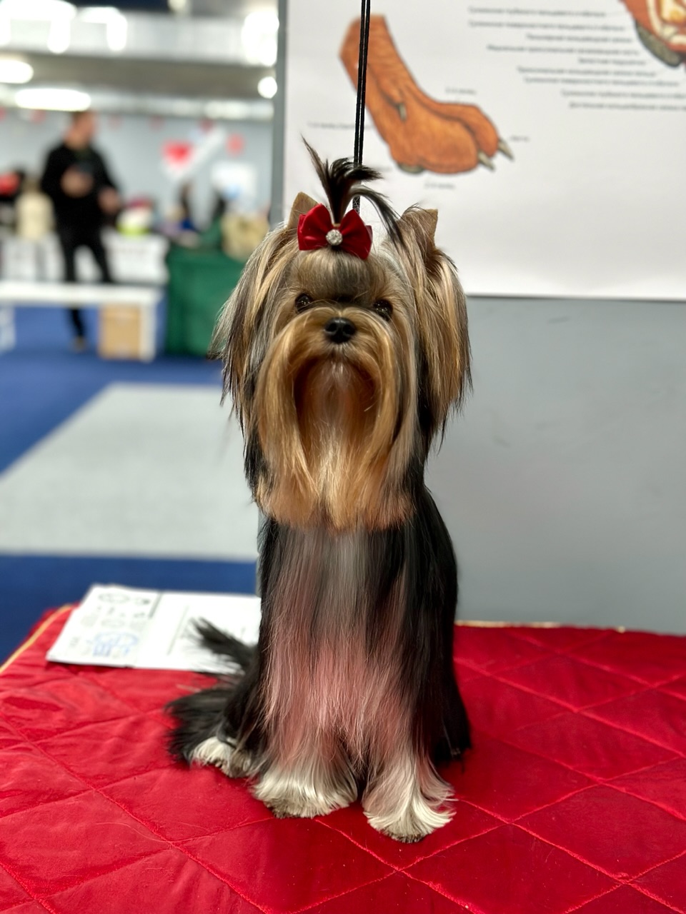 L’YANA DE VISTA TEKERA — Labaza DogPedigree YorkshireTerrier