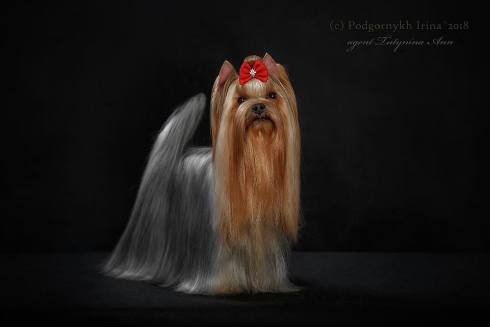 STREET FLASH STREET FLASH GVENDELIN — Labaza DogPedigree YorkshireTerrier