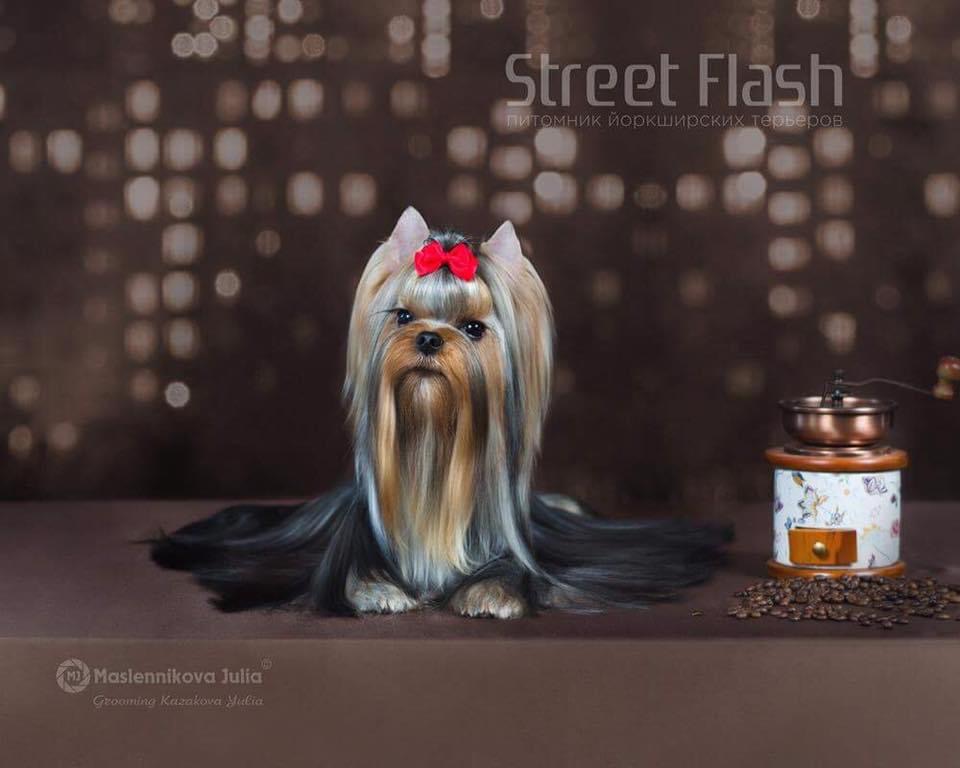  COURAGE START TIME — Labaza DogPedigree YorkshireTerrier