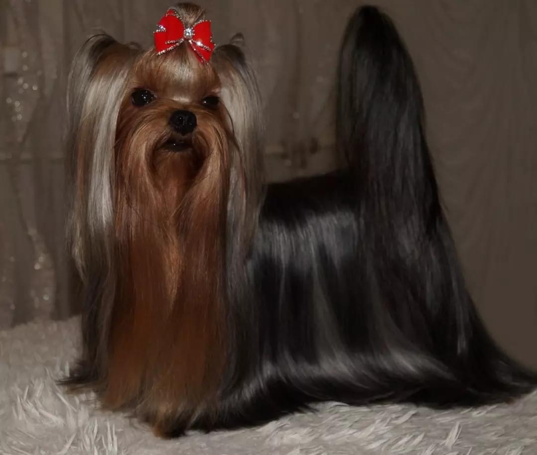  L’YANA DE VISTA BELLISSIMA — Labaza DogPedigree YorkshireTerrier