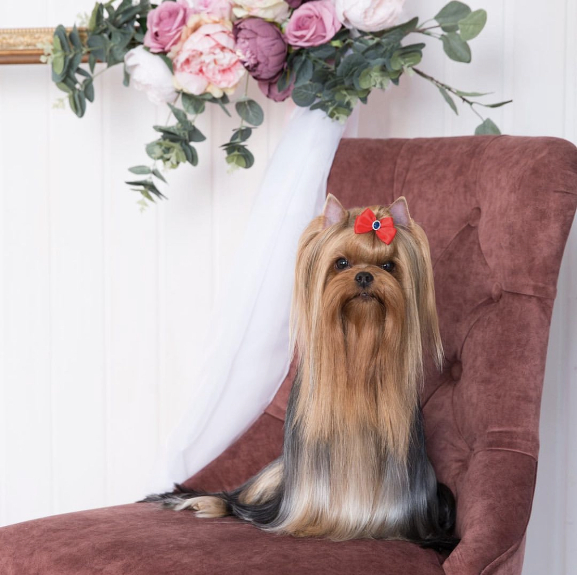 L’YANA DEVISTA HOT KISS — Labaza DogPedigree YorkshireTerrier