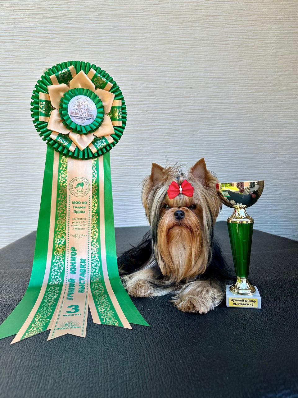 EXCELLENCE ABSOLUTE YOU-BEST — Labaza DogPedigree YorkshireTerrier