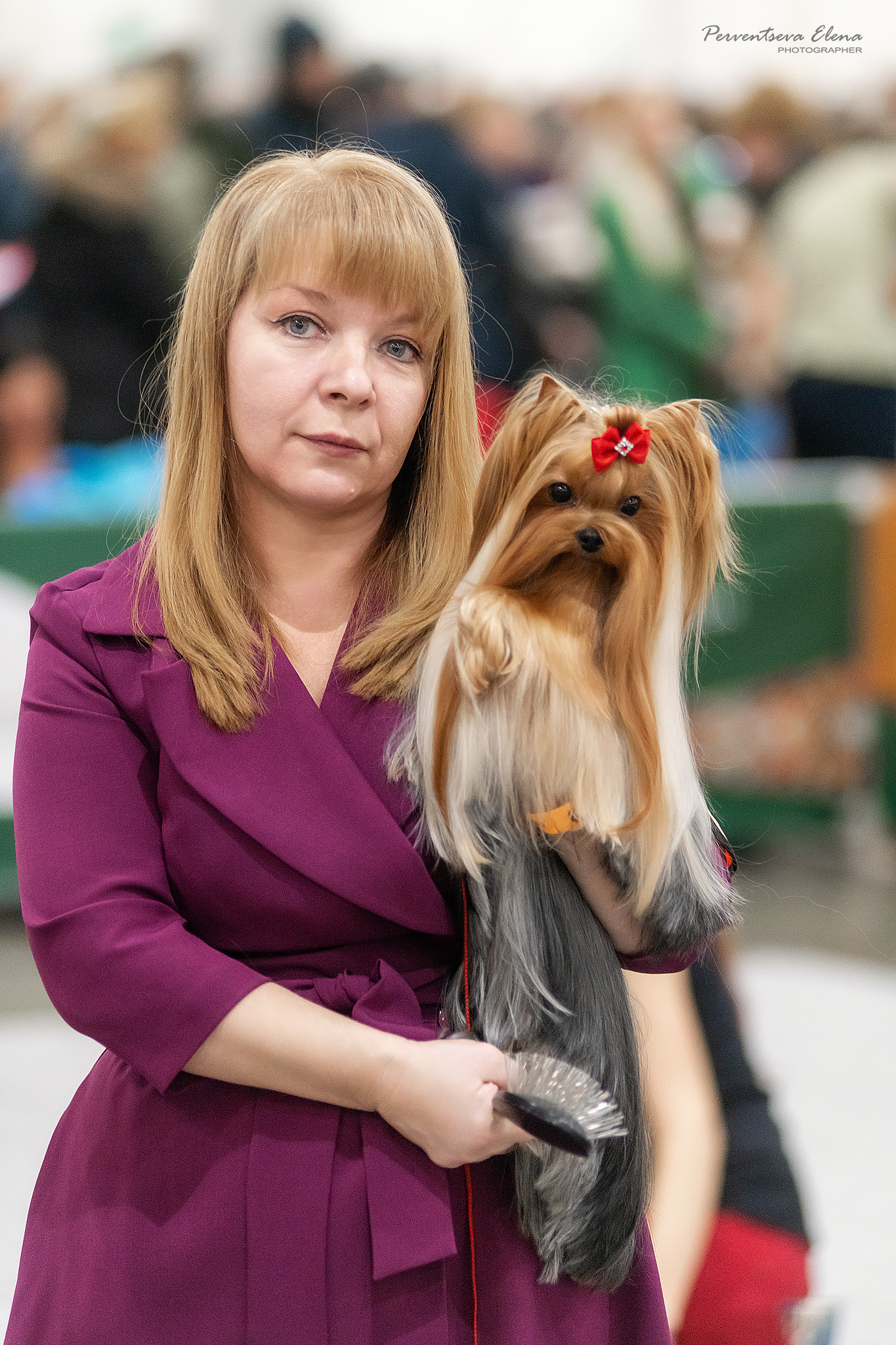 HOTSI-TOTSI — Labaza DogPedigree YorkshireTerrier