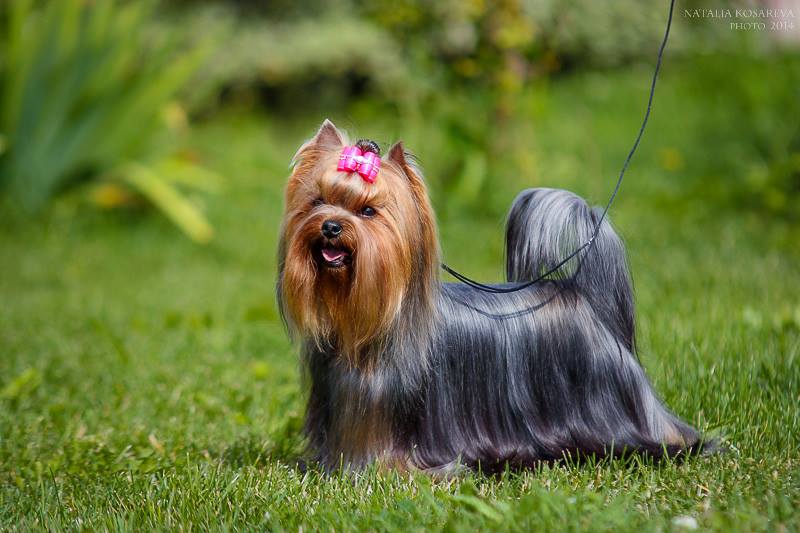  VAZHNAYA PERSONA GERBERA — Labaza DogPedigree YorkshireTerrier