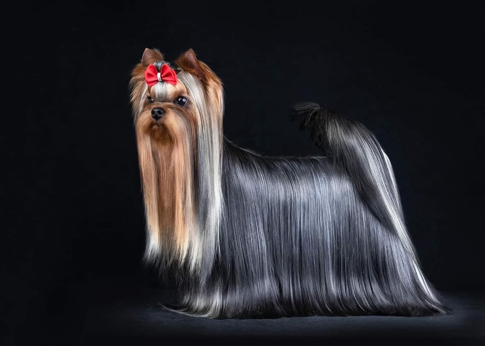  Exclusive Luxury Joffrey — Labaza DogPedigree YorkshireTerrier