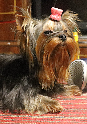 LESANZH TERRA INCOGNITA — Labaza DogPedigree YorkshireTerrier