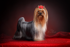  LESANZH PAULINA VESTIDA DE AZUL — Labaza DogPedigree YorkshireTerrier