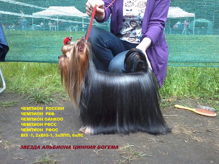 ZVEZDA ALBIONA TSINNIYA BOGEMA — Labaza DogPedigree YorkshireTerrier