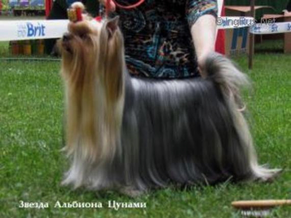  ZVEZDA ALBIONA TSUNAMI — Labaza DogPedigree YorkshireTerrier