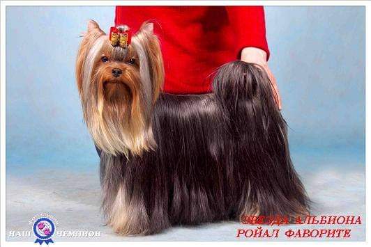 Zvezda Albiona ZVEZDA ALBIONA ROYAL FAVOURITE — Labaza DogPedigree YorkshireTerrier