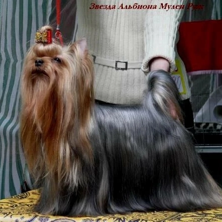 Zvezda Albiona ZVEZDA ALBIONA MULEN RUZH — Labaza DogPedigree YorkshireTerrier