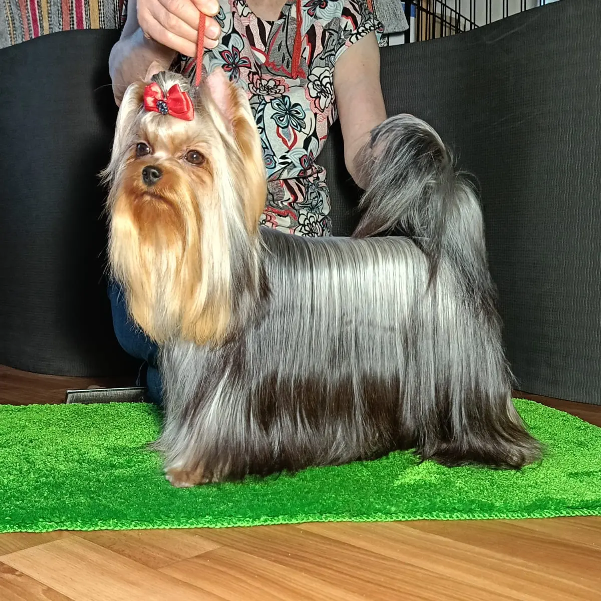 ZVEZDA ALBIONA SILK QUEEN — Labaza DogPedigree YorkshireTerrier