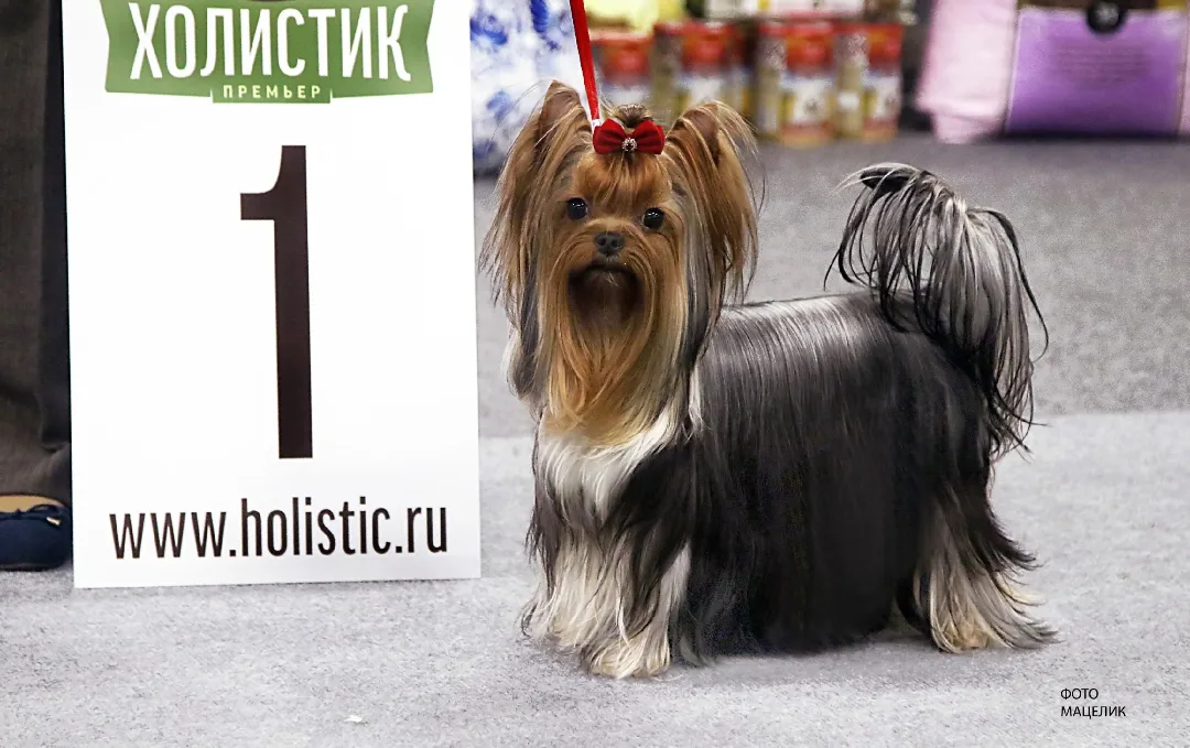 Zvezda Albiona ZVEZDA ALBIONA NOBLE LADY — Labaza DogPedigree YorkshireTerrier