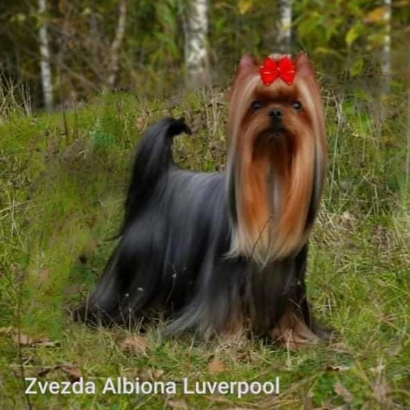 Zvezda Albiona — Labaza DogPedigree YorkshireTerrier