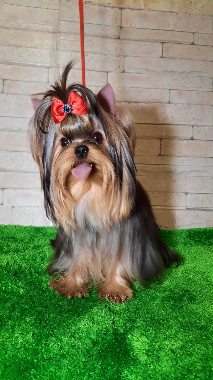 Zvezda Albiona ZVEZDA ALBIONA GUERLAIN — Labaza DogPedigree YorkshireTerrier