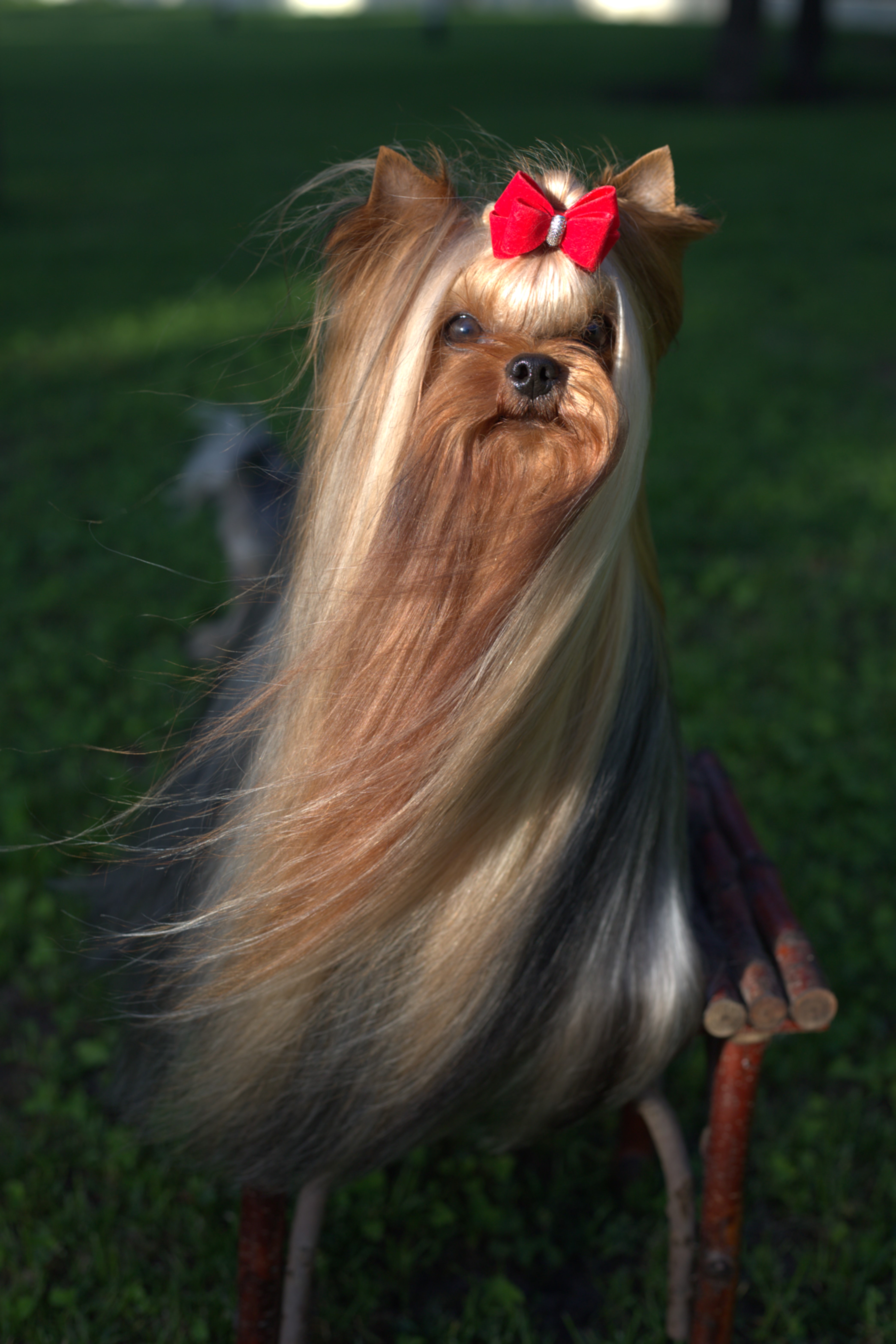 Laranta LARANTA ELEGANT STYLE — Labaza DogPedigree YorkshireTerrier