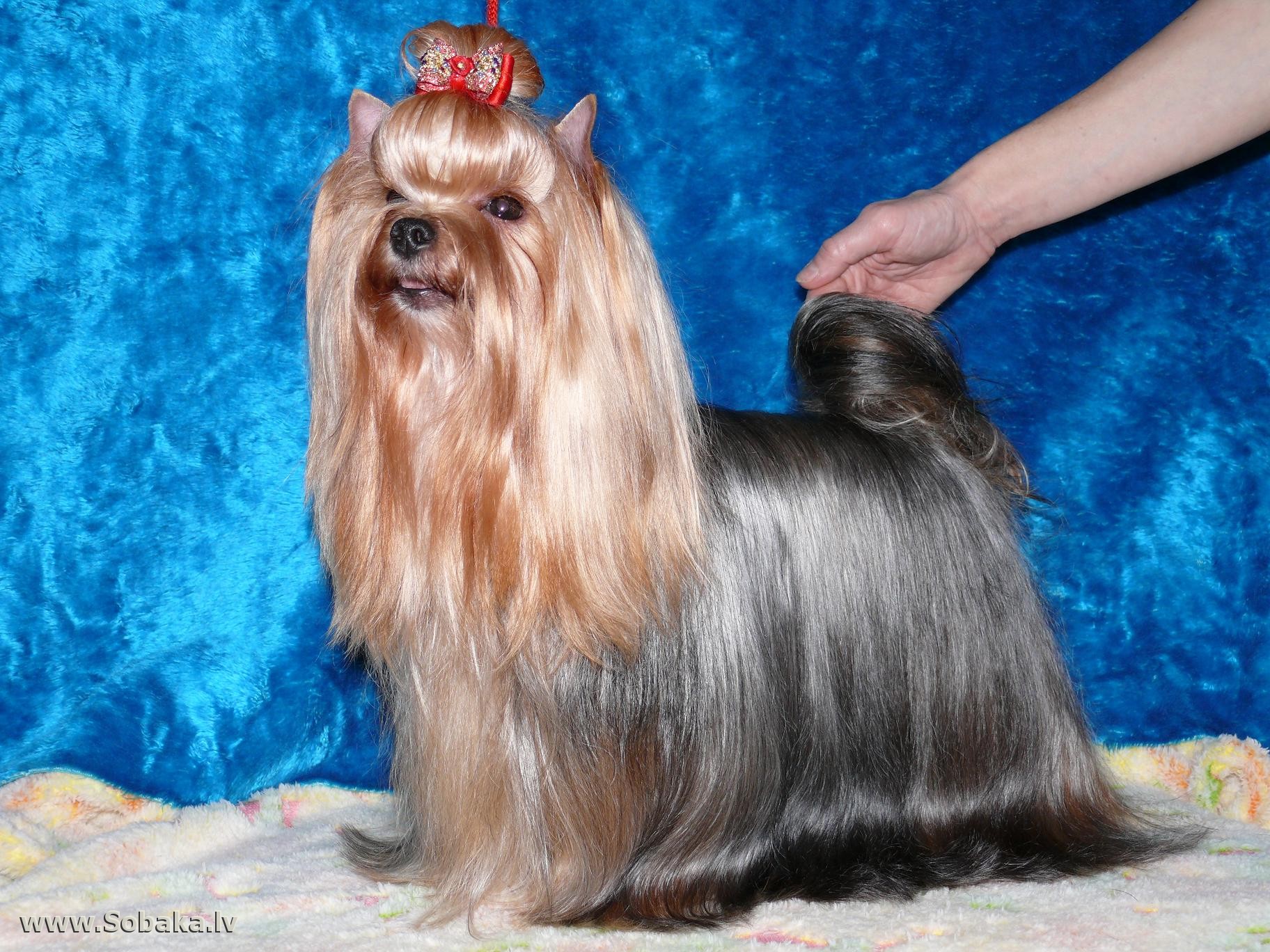  HEPPI MONTI — Labaza DogPedigree YorkshireTerrier