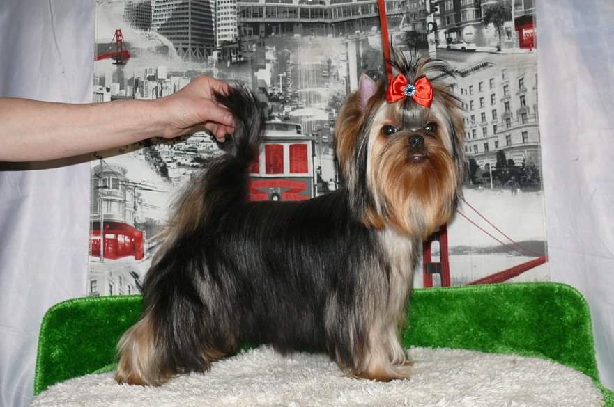 Zvezda Albiona ZVEZDA ALBIONA CHANEL — Labaza DogPedigree YorkshireTerrier