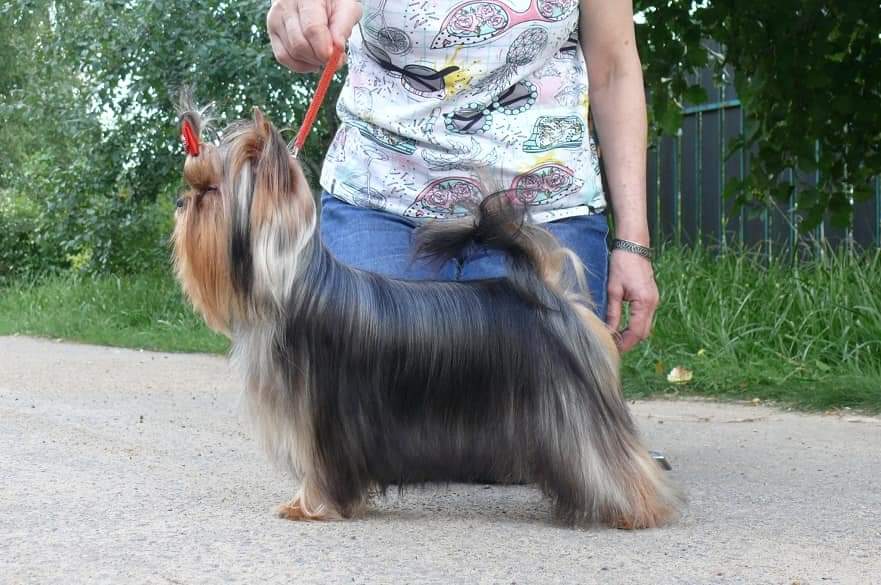 Zvezda Albiona ZVEZDA ALBIONA GWEN STEFANI — Labaza DogPedigree YorkshireTerrier