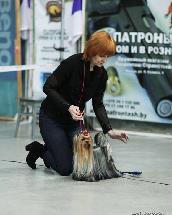  ZVEZDA ALBIONA SUZI QUATRO — Labaza DogPedigree YorkshireTerrier