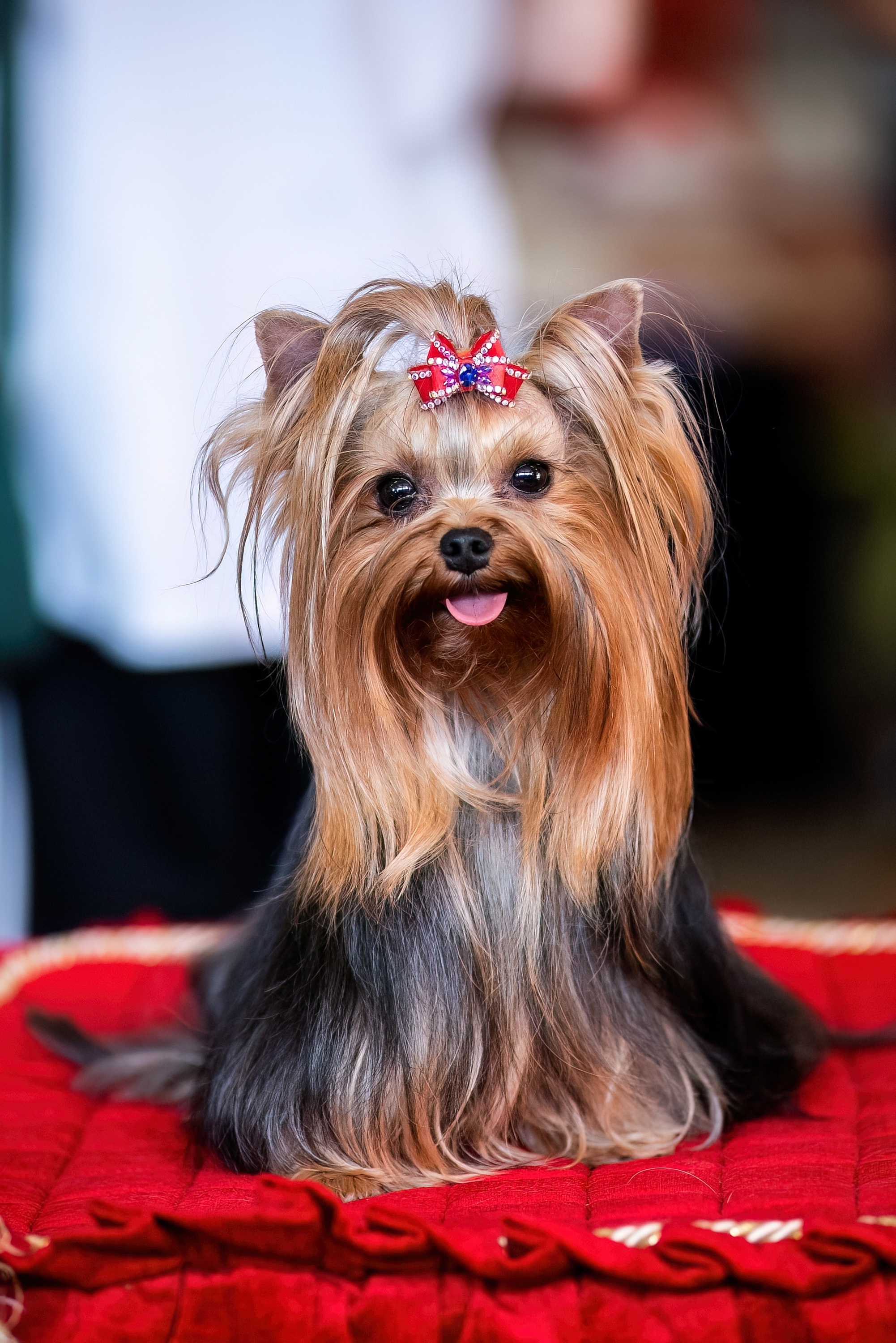  ZABAVA SHIKARNAYA DAMA — Labaza DogPedigree YorkshireTerrier