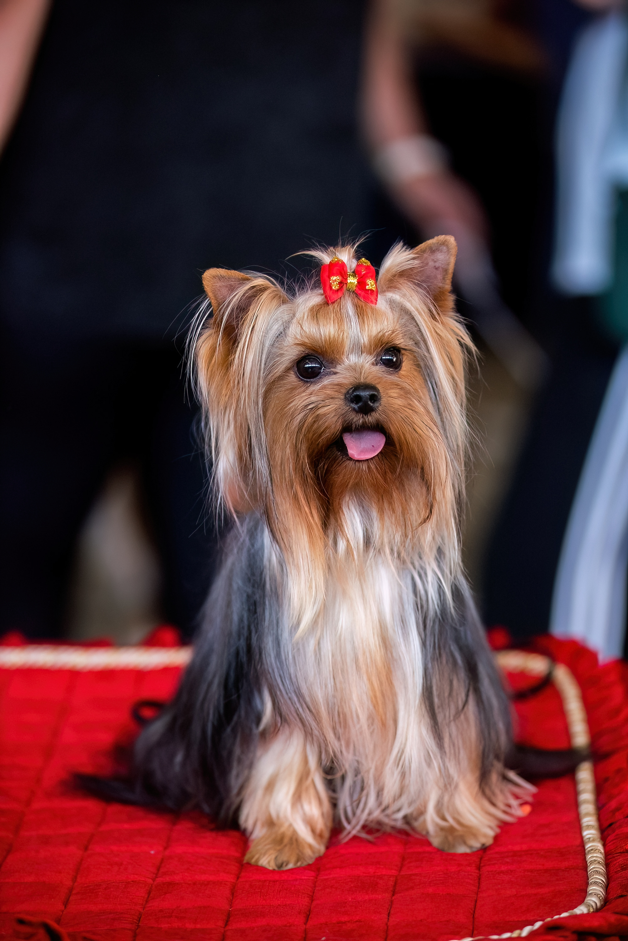  TANEC RUMBA — Labaza DogPedigree YorkshireTerrier