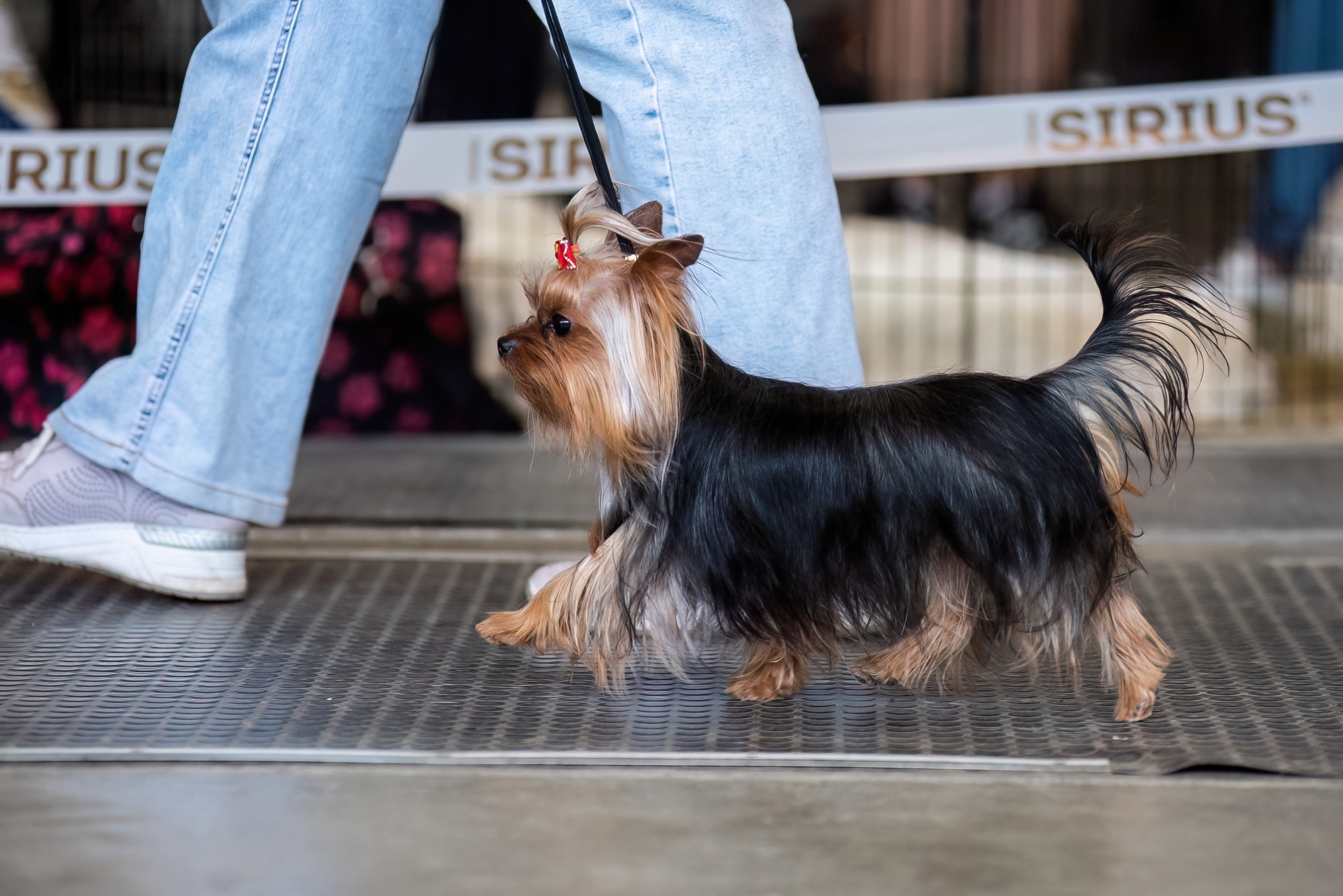  TYLE JAKE — Labaza DogPedigree YorkshireTerrier