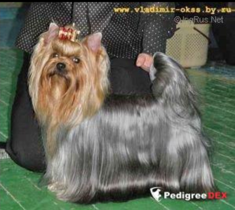 RUS AIZLEN VANDERFUL FO YU — Labaza DogPedigree YorkshireTerrier