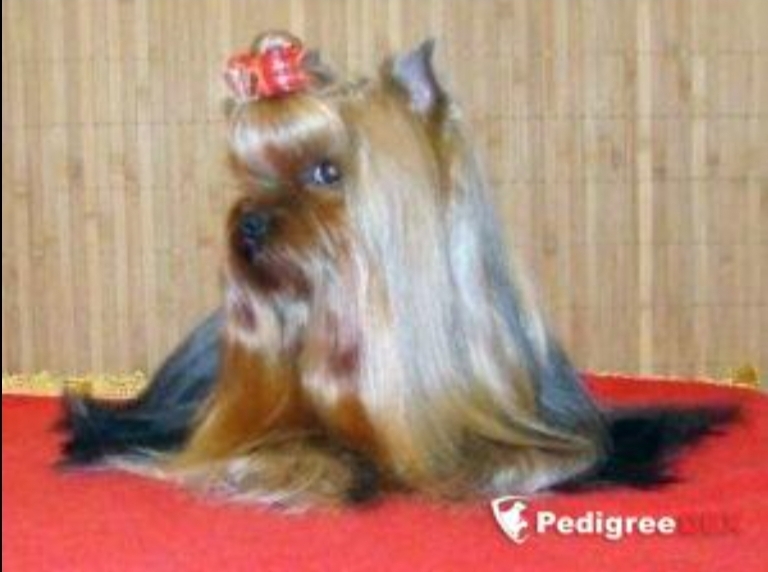 ROYAL BOUTIQUE NAVIGATOR'S PRESENT — Labaza DogPedigree YorkshireTerrier