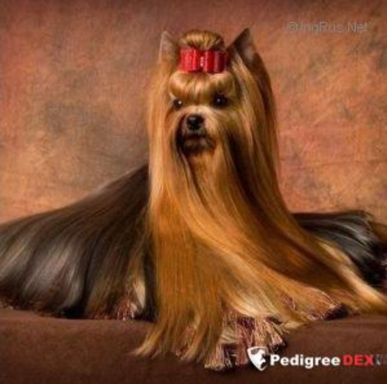  NICNAK'S NAVIGATOR — Labaza DogPedigree YorkshireTerrier