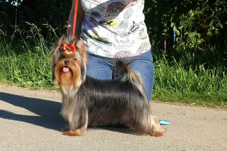 ZVEZDA ALBIONA STEFA — Labaza DogPedigree YorkshireTerrier