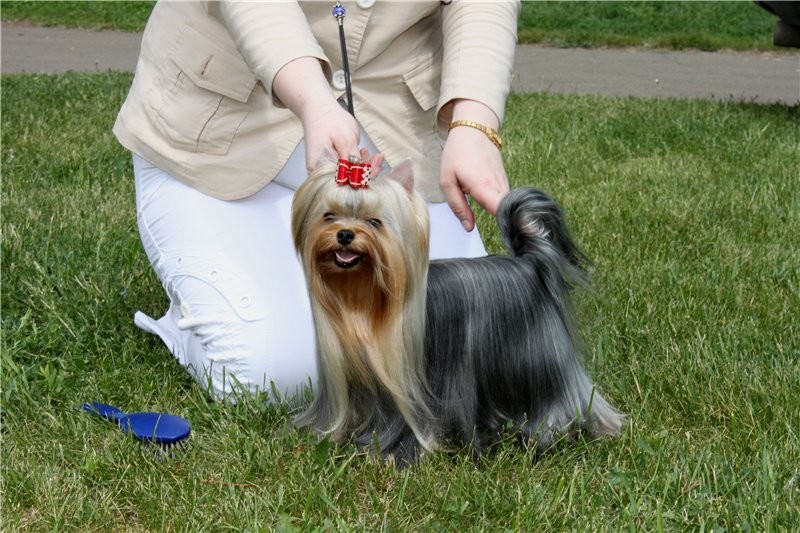  TOY SAVOY HAPPY BOY FOR VIDEO STAR — Labaza DogPedigree YorkshireTerrier