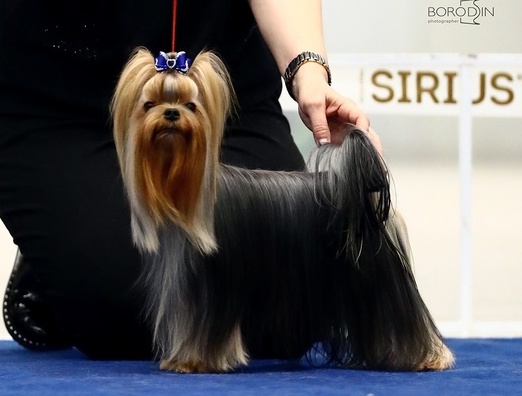 TOPFACE IDEAL MAN — Labaza DogPedigree YorkshireTerrier