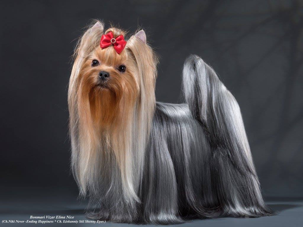 BONMARI VIZAR BONMARI VIZAR ELINA NAIS — Labaza DogPedigree YorkshireTerrier