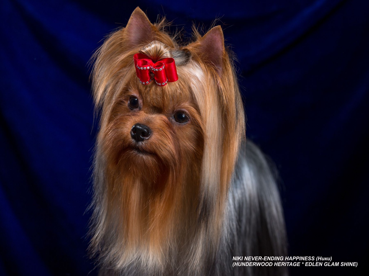 NIKI NEVER-ENDING HAPPINESS — Labaza DogPedigree YorkshireTerrier