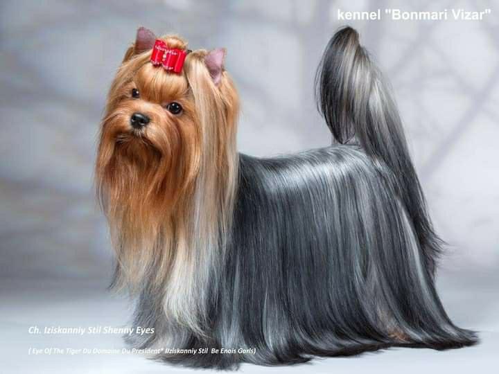 IZISKANNIY STIL SHENNY EYES — Labaza DogPedigree YorkshireTerrier