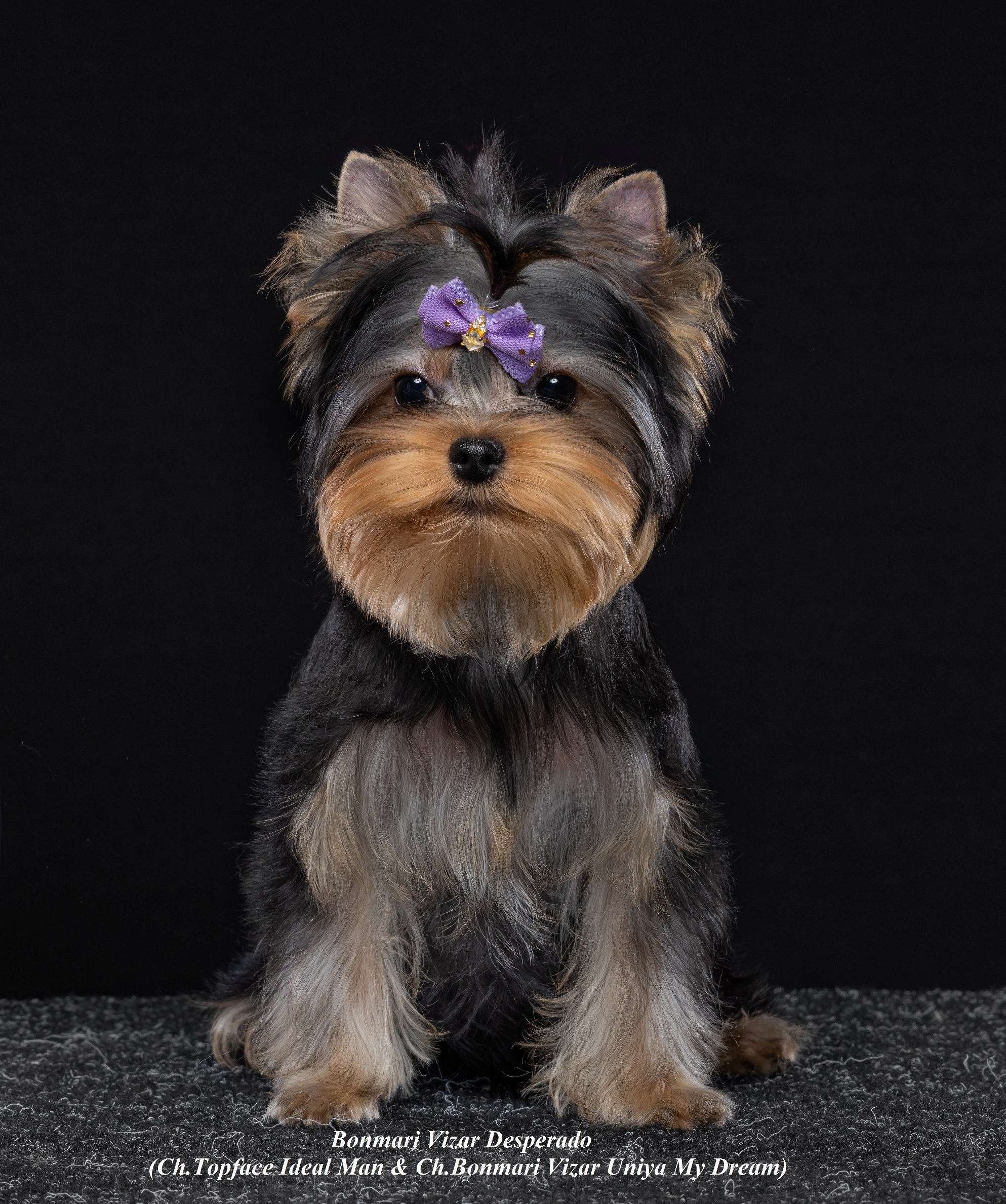  BONMARI VIZAR DESPERADO — Labaza DogPedigree YorkshireTerrier