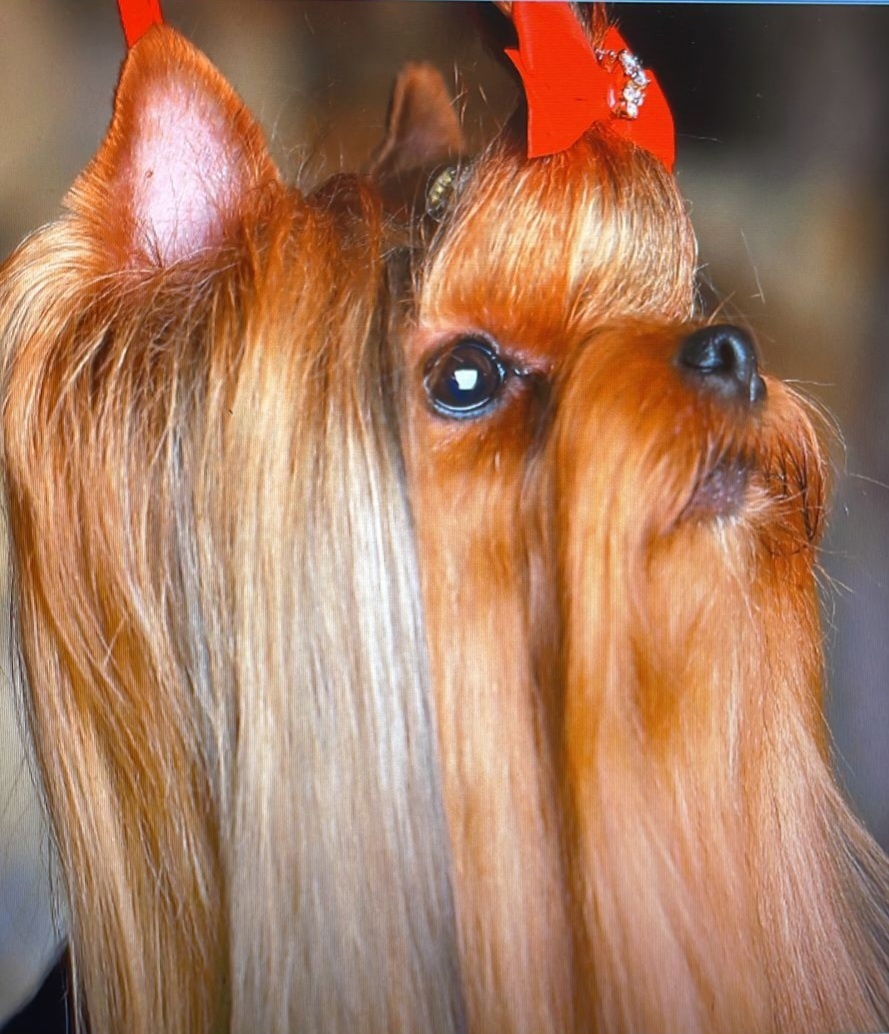 TOPFACE ROYAL RUBY — Labaza DogPedigree YorkshireTerrier