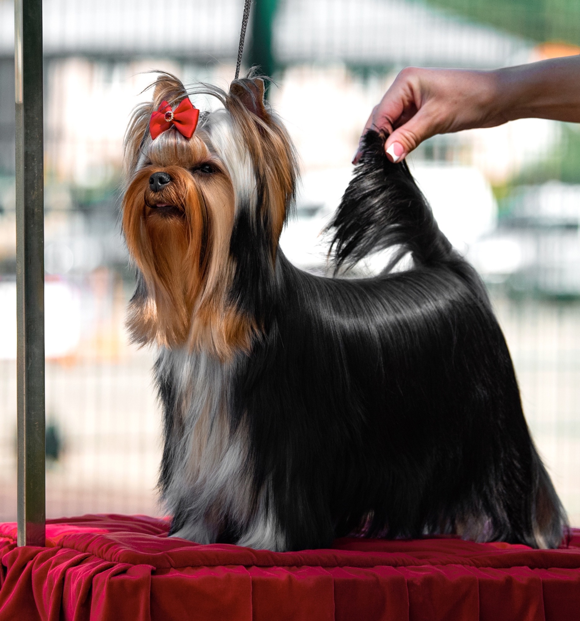 KRISTALNAYA VUAL MARGARITA — Labaza DogPedigree YorkshireTerrier