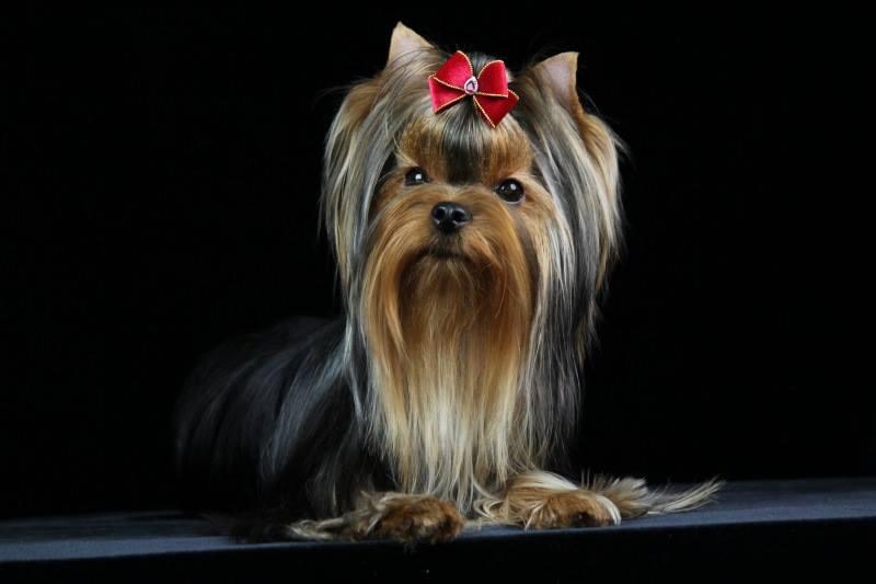 MITTENS SKAI AZHESAIYA KRISTALNAYA VUAL — Labaza DogPedigree YorkshireTerrier