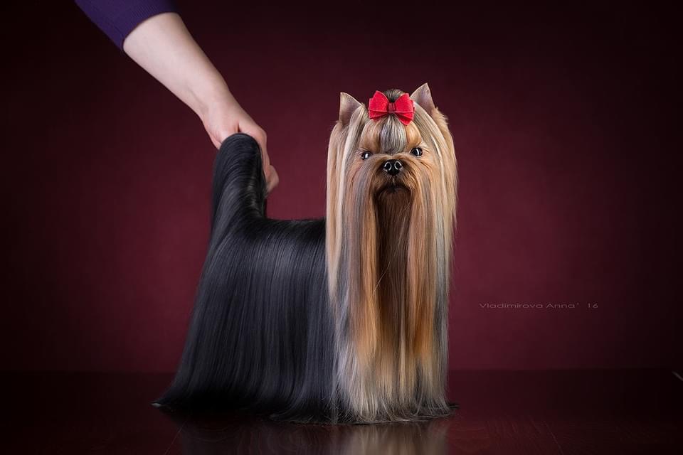 MAGIC SILK CHALLENGE — Labaza DogPedigree YorkshireTerrier