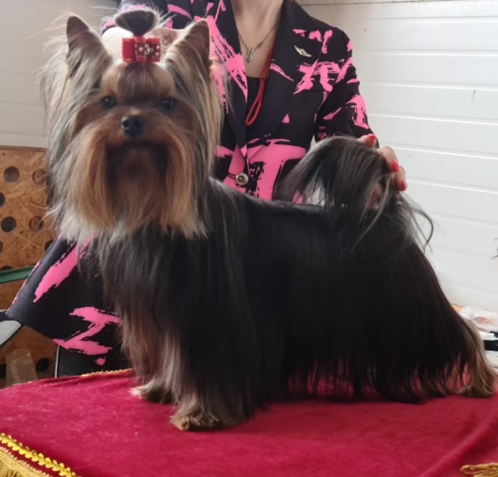 LARSHAN IRISKA KENDI — Labaza DogPedigree YorkshireTerrier