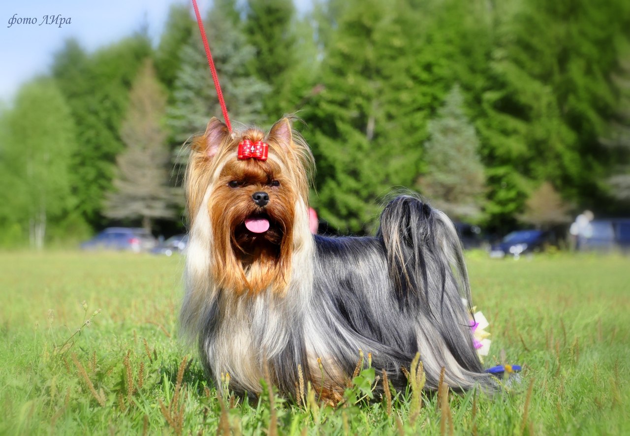  ARNOLD RAINING IGL — Labaza DogPedigree YorkshireTerrier